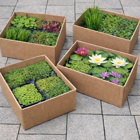 Vijverplanten pakket