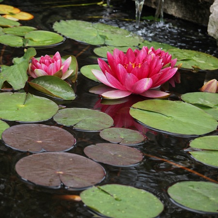 Nymphaea Attraction