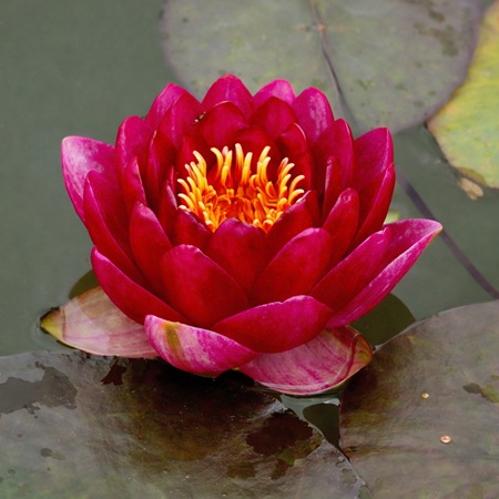 Waterlelie Red Beauty