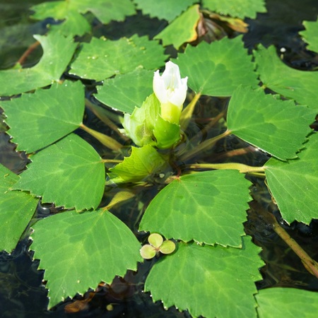 Waternoot of Trapa natans