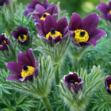 Wildemanskruid of Pulsatilla vulgaris