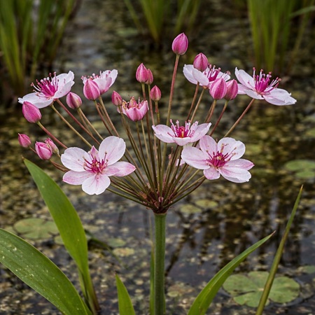 Zwanebloem of Butomus umbellatus