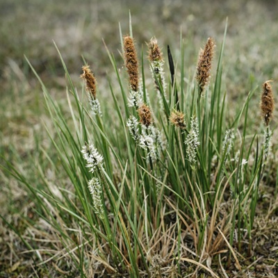 Zwarte Zegge of Carex nigra