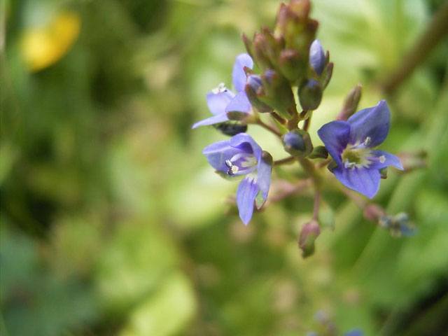 Beekpunge of Veronica beccabunge