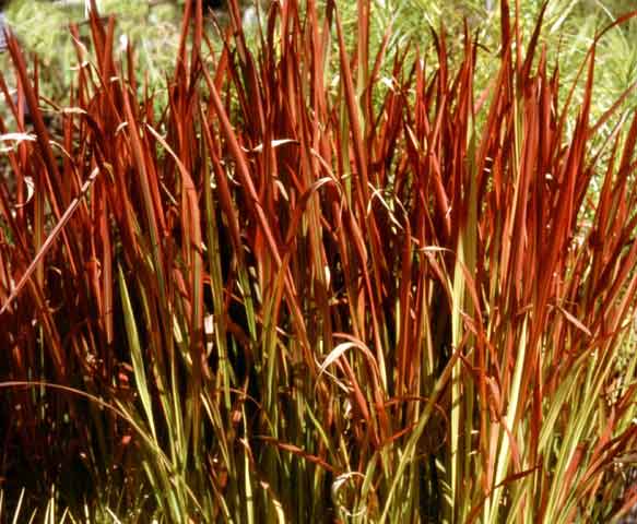 Bloedgras of Imperata cylindrica 'Red Baron"