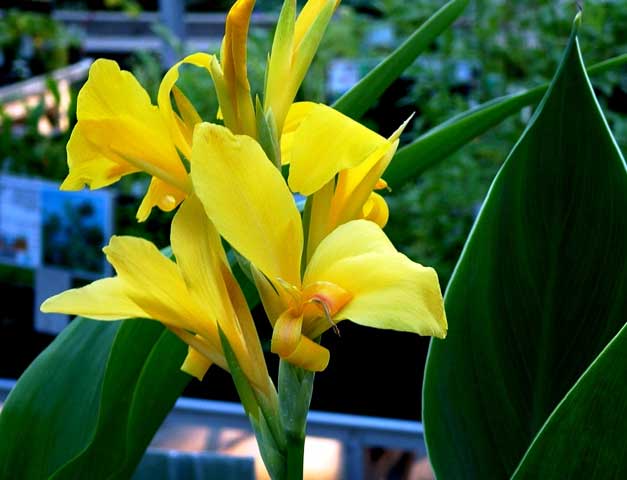 Gele Canna of Canna Ra