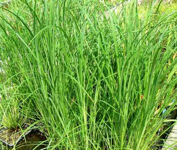 Grote Zegge of Carex riparia