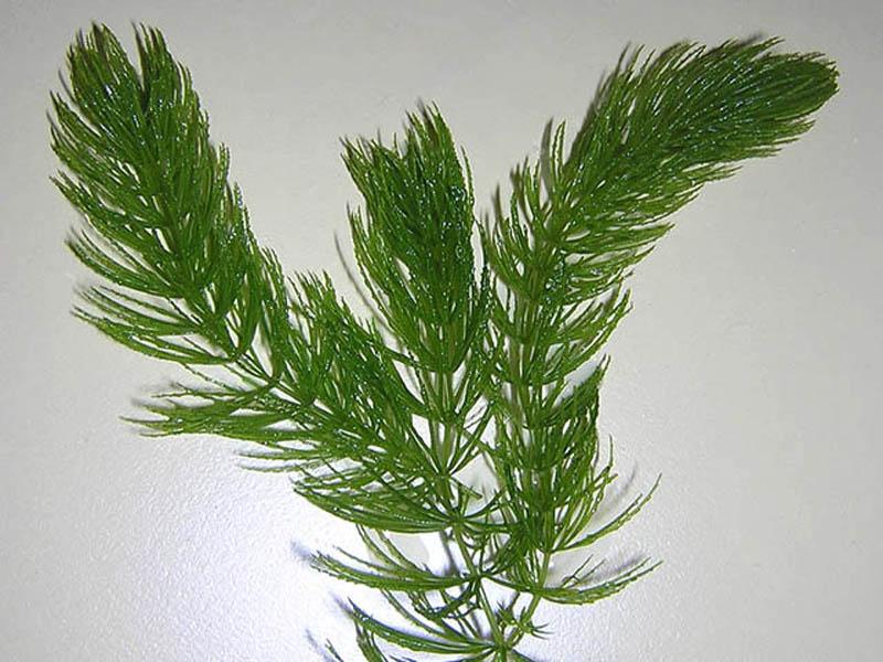Hoornblad-ceratophyllum demersum