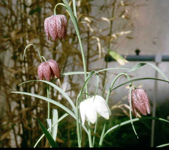 Kievitsbloem of Fritularia meleagris