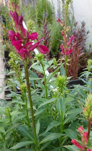 Rode Kardinaals Lobelia of Lobelia cardinalis