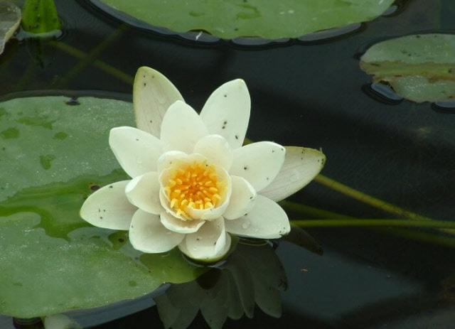 Waterlelie Pygmaea Alba