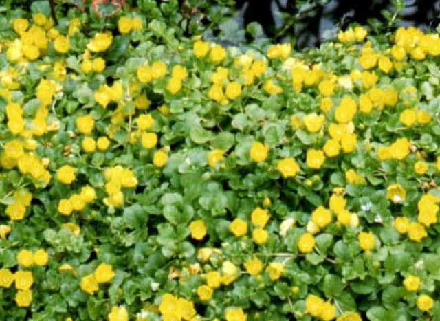 Penningkruid of Lysemachia nummelaria