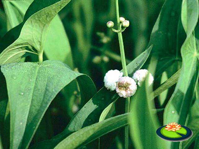 Breedbladig Pijlkruid of Sagittaria japonica