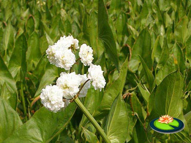 Dubbelbloemig Pijlkruid of Sagittaria japonica Flore Pleno
