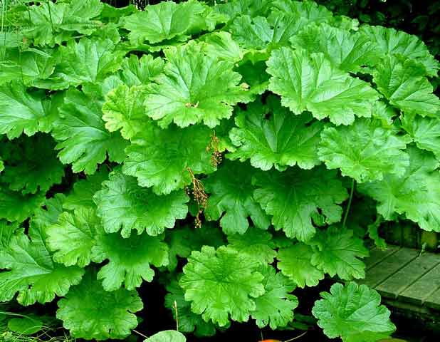 Schildblad of Darmera peltata