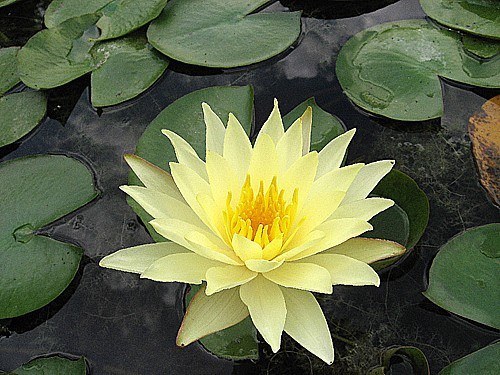 waterlelie Sulphurea