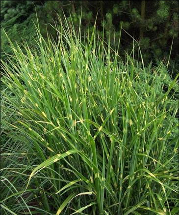 Zebragras of Miscanthus sinensis zebrines