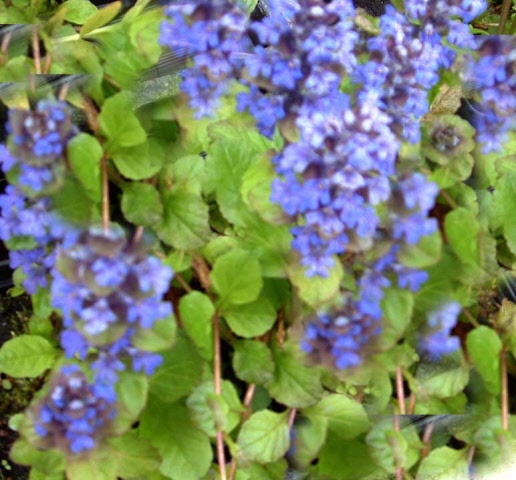 Zenegroen of Ajuga reptans 