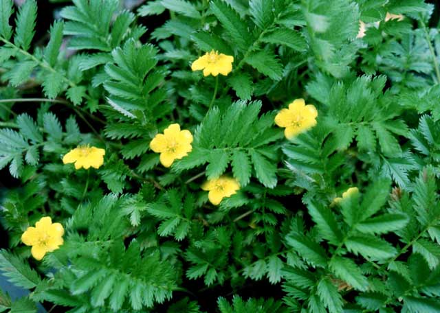 Zilverschoon of Potentilla anserina