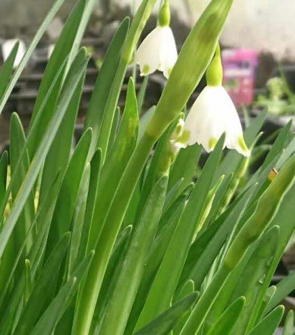 Zomerklokje of Leucojum aestivum