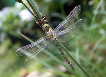Libelle bij vijver