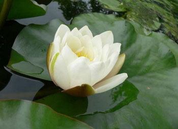 Soorten waterlelies