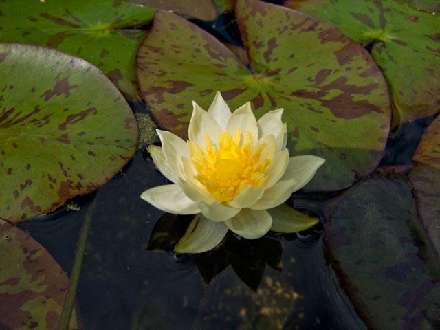 waterlelie pygmaea helvola