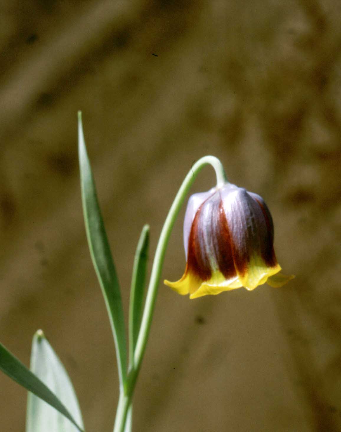 russische kievitsbloem