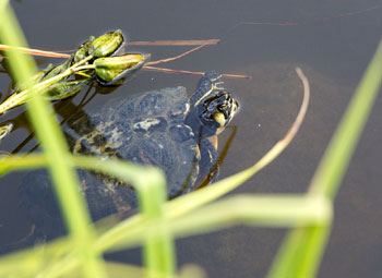 Schildpadden in de vijver