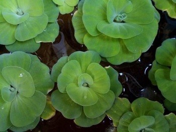 Drijfplanten soorten