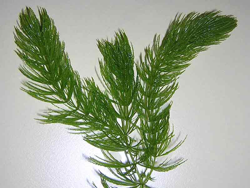 Hoornblad