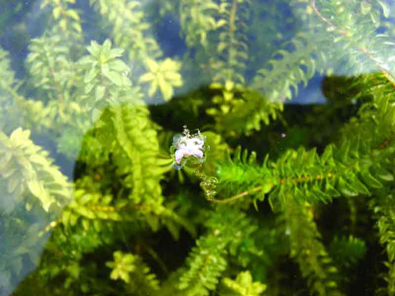 Waterpest