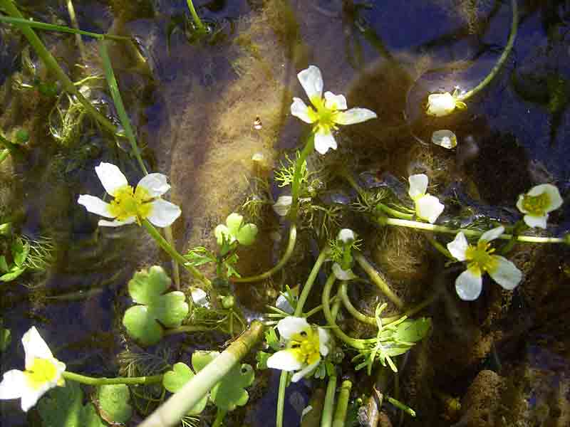 Waterranonkel