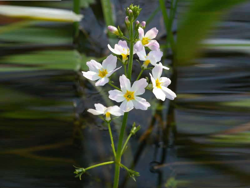 Waterviolier