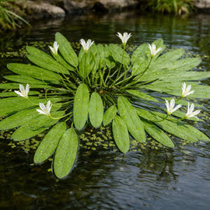 2 manden Kaapse waterlelie of Aponogeton distachyos