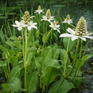 Anemopsis of Anemopsis californica