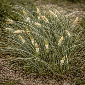 Anjerzegge of Carex panicea