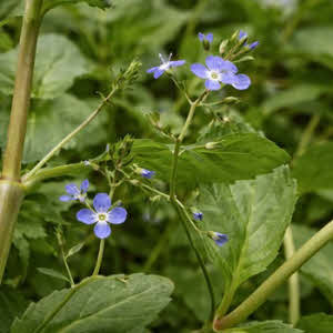 Beekpunge of Veronica beccabunge