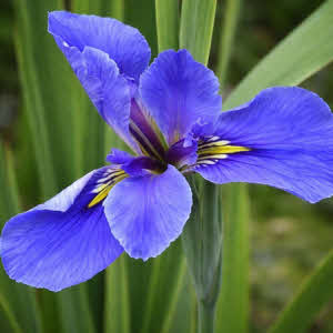 Blauwe Lis of Iris versicolor