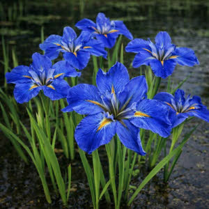 Blauwe Lousiana lis