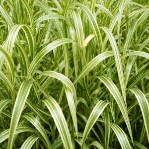 Bont Liesgras of Glyceria maxima variegata
