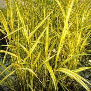 Bont Riet of Pragmitis australis variegata