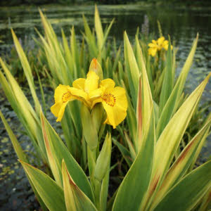 Bonte Gele Lis of Iris Pseudacorus Variegata
