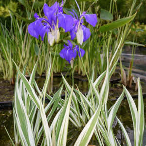 Bonte Japanse Iris of Iris kaempferi variegata