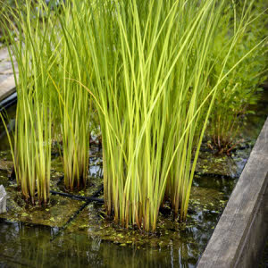 Bonte mattenbies of Scirpus lacustris albescens