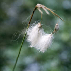 Breedbladig Veenpluis