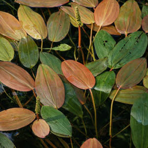 Drijvend Fonteinkruid