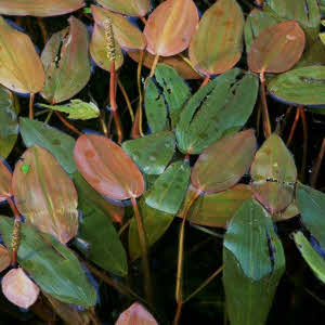 Drijvend Fonteinkruid