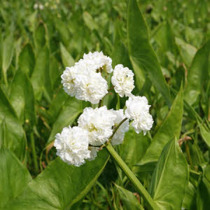Dubbelbloemig Pijlkruid of Sagittaria japonica Flore Pleno