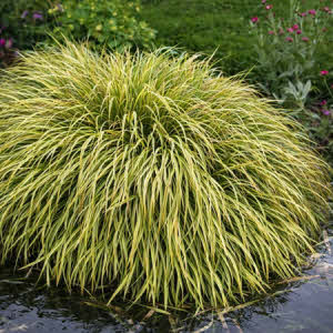 Dwergkalmoes of Acorus gramineus Ogon